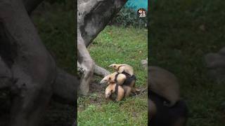 Southern Tamandua Part 3  🤍 viralvideo shortsfeed youtubeshorts [upl. by Gertruda468]