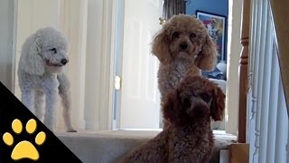 Poodles Are Awesome Compilation [upl. by Reginauld]