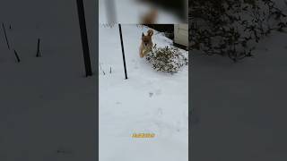 Dog Went Wild Over the Snow  RxCKSTxR Comedy Voiceover [upl. by Lesoj]