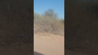 Golden Eagle in Arizona Huge Eagle Hawk or Condor Not sure [upl. by Fidole620]