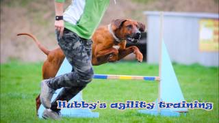 Rhodesian ridgeback Hubby agility training  3 years [upl. by Sivle]