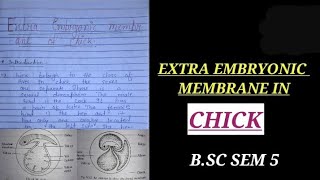 EXTRA EMBRYONIC MEMBRANE IN CHICK NOTES bsc2ndyearzoology zoology bsczoology vbu bbmku skmu [upl. by Chill]