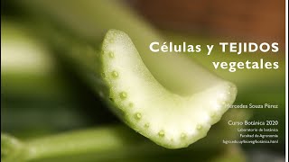 Células y Tejidos Vegetales [upl. by Sabas993]