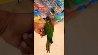 Ochremarked parakeet blue throated conure [upl. by Falo]