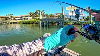 These Docks were LOADED with FISH [upl. by Aimat]