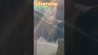 silvervine catnip graycat greycatsoftiktok cutecat catlover tinabelcher bobsburgers sweet [upl. by Eitsirk]