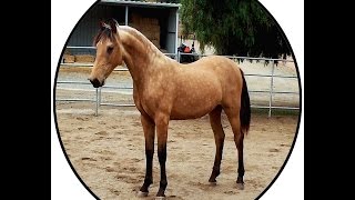 ATMF Windstorm Registered Morgan buckskin colt SOLD [upl. by Coppins306]