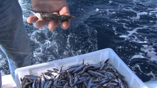 Italian Fishing TV  Shimano  Drifting in Toscana [upl. by Naeroled177]