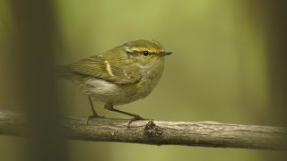 Pallass Warbler  Phylloscopus proregulus [upl. by Attela]