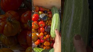 My backyard grocery haul growyourownfood gardening homegardening backyardharvest [upl. by Yramliw]