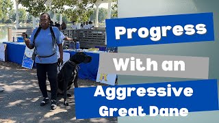 PROGRESS WITH AN AGGRESSIVE GREAT DANE [upl. by Levison]