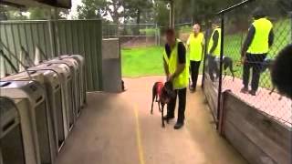 Coxys Big Break  greyhound racing in Victoria [upl. by Forester]