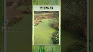 Eutrophication  A level Biology alevelbiology biology highschoolbiology biologystudent ecology [upl. by Atworth45]