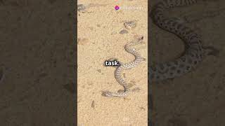 Sahara Desert Snakes [upl. by Kenton]