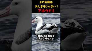 その名前はあんまりじゃない？アホウドリ 動物 雑学 生き物 鳥 [upl. by Hacker]