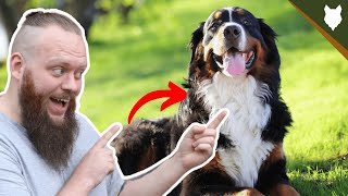 BEST PRODUCTS FOR YOUR BERNESE MOUNTAIN DOG [upl. by Scharaga]