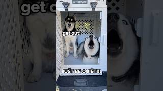 dogs argue over new crate 😂 [upl. by Oicaro602]