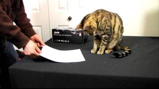 Bengal Cat Rumble Attacking amp Biting A4 Paper Linus Cat Tips [upl. by Dhumma]