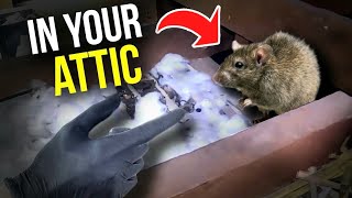 Rodents in your ATTIC Heres what you do [upl. by Chrystal794]