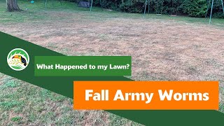 What Happened to My Lawn Fall Armyworms [upl. by Aicillyhp]