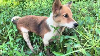 My puppy want catch insect in forest [upl. by Hausmann]