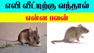 எலி வீட்டிற்கு வந்தால் என்ன பலன்  Lucky Pets for Home  Indian Astrology predictions [upl. by Manup]