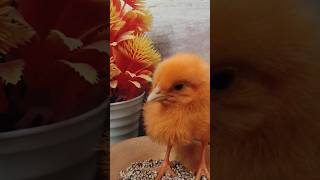 Wow cutie colour chicken video  hen baby cutie sound  mugi ke chuze ke awaz birds wildlife [upl. by Cavanaugh]