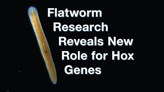 Flatworm research reveals new role for Hox genes [upl. by Loma968]