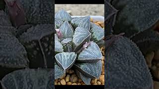 Haworthia Pygmaea Celadon suculentas [upl. by Cherye]