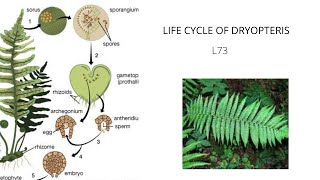 LIFE CYCLE OF DRYOPTERIS Altrnation of genration of Fern Reproduction in Fern L74 [upl. by Leopoldeen413]