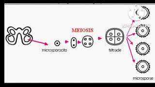 megasporogenesis y microsporogenesis doble fecundación [upl. by Elleneg]