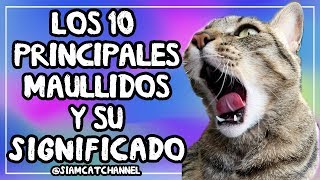 ¿Qué Te Quiere Decir Tu Gato 10 Maullidos De Gatos y Su Significado  SiamCatChannel [upl. by Tarrance]