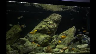 How to make artificial rocks for an aquarium  Sztuczne skały do akwarium [upl. by Inalial430]