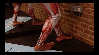 Peroneus Fibularis Brevis LEG Stretch for All standing – iStretch [upl. by Ilyak]