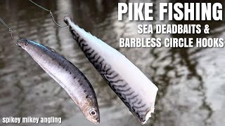 Pike Fishing Sea Deadbaits and Barbless Circle Hooks [upl. by Aiahc]