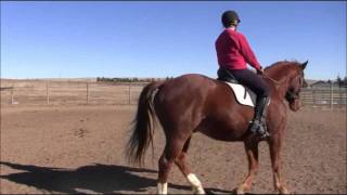 Dressage Horse Training Working on Turn on the Haunches [upl. by Dall]