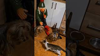 Tak už máme kámoše doma🥰🙏🏼🙈protebe humorforyou fypfunnydogcatcuteloveanimalsviralvideo [upl. by Damicke302]