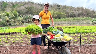 Alta produção simultânea no sítio fiz a feira da semana na minha própria horta [upl. by Aninaig956]