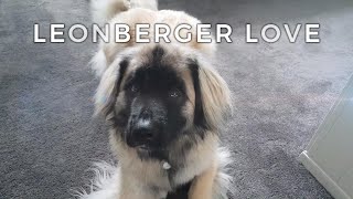 A Leonberger Love [upl. by Dulcine]