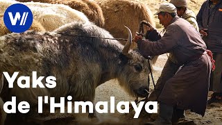 Dans lHimalaya aux côtés des derniers peuples nomades éleveurs de yaks [upl. by Aikenat947]