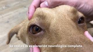 Avulsión del plexo braquial en la perra Jenny  Urgencia veterinaria Barcelona [upl. by Nnitsuj]