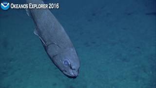 Okeanos Explorer Video Bite ROV Deep Discoverer meets the Grumpy Fish [upl. by Uphemia]