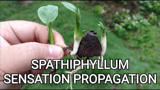 How to Propagate Spathiphyllum Sensation Plant  Weekly update  Results in 1 month [upl. by Audsley]