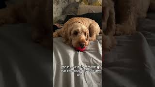 Word cockerpoo puppy shorts shortsvideo [upl. by Adnilev]