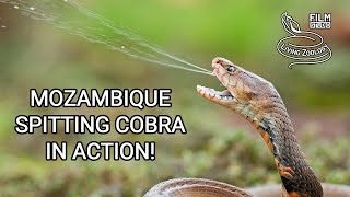 Mozambique spitting cobra Naja mossambica in action Deadly venomous snake from Africa [upl. by Aidni]