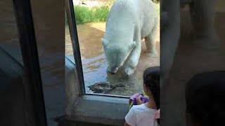 Polar Bear Catches Duck that Flew into Enclosure  ViralHog [upl. by Aicilav318]