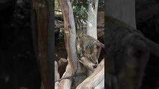 Meet the crab eating macaques [upl. by Neneek740]