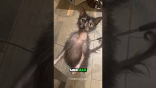 Die geheimnisvolle LykoiKatze katze katzenrassen tiere verrückt mysteriös lykoi [upl. by Cuttler]