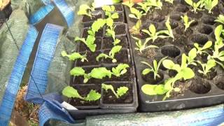 Potager en permaculture Mars 2017 19 [upl. by Adnilre83]