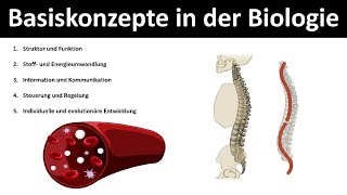 Basiskonzepte der Biologie Struktur und Funktion Stoff und Energieumwandlung etc  Biologie [upl. by Majka]